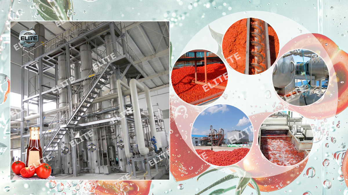 Tomato sauce and canned tomato production line